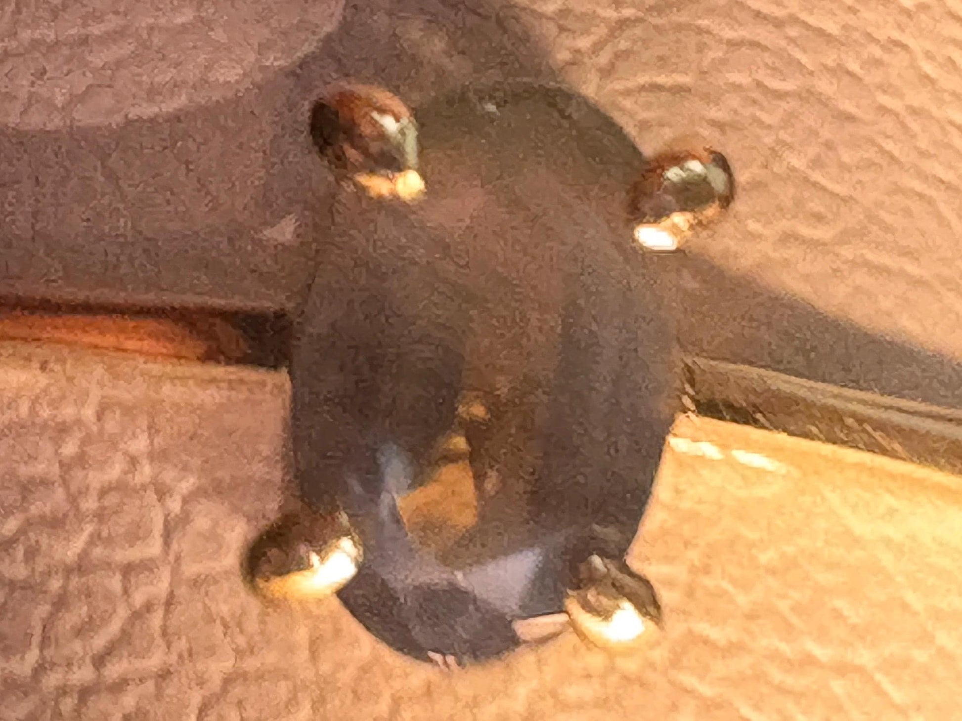 Oval alexandrite chrysoberyl solitaire ring in solid 10k gold.